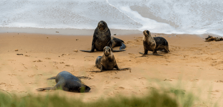 Locum life in Southland